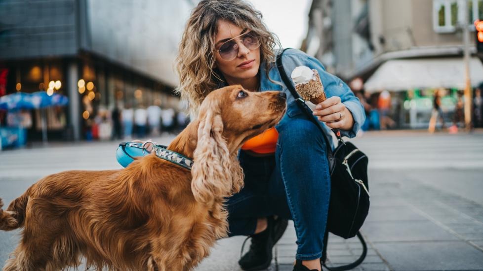 Köpekler Dondurma Yiyebilir mi?