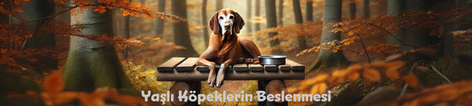 Yaşlı Köpeklerin Beslenmesi