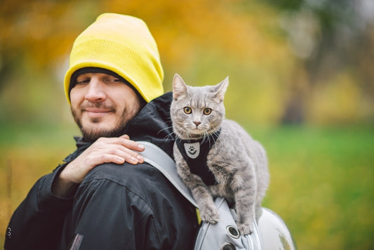 Kedi Gezdirme Tasması Seçimi: Konfor ve Fonksiyonun Dengesi