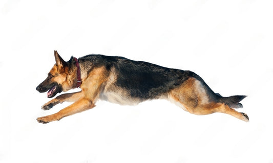 En İyi Tasmalar: K9, Göğüs ve Gövde Tasmaları