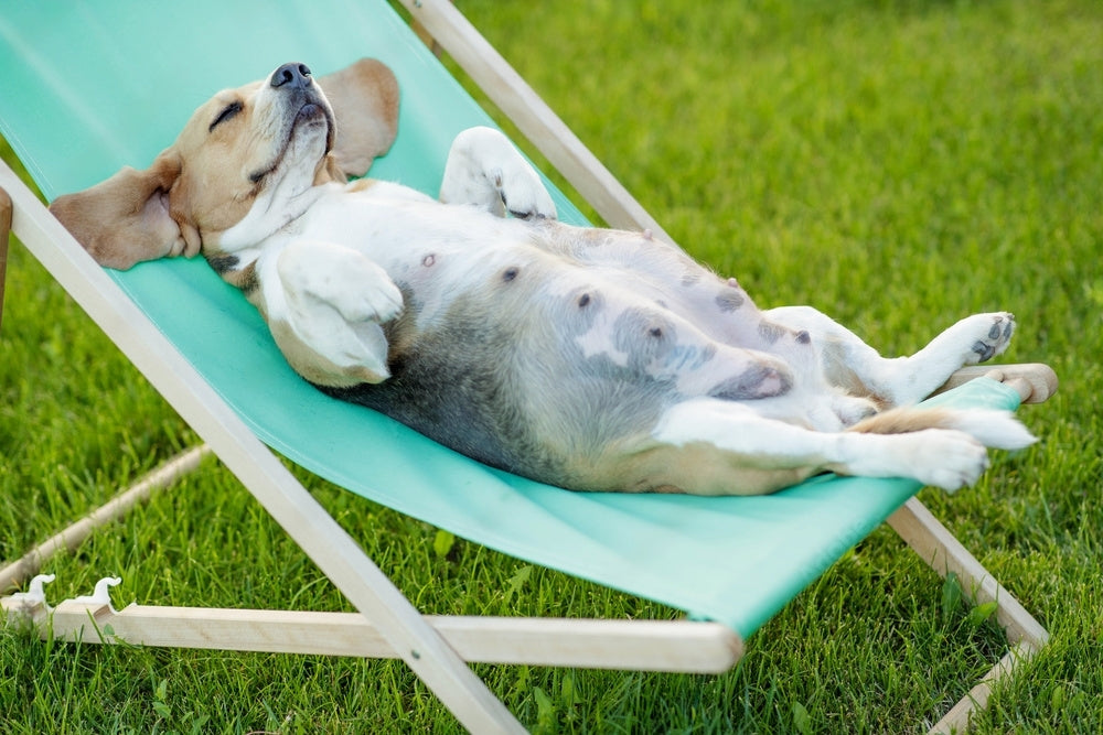 Köpeklerde Hamilelik Süreci Rehberi
