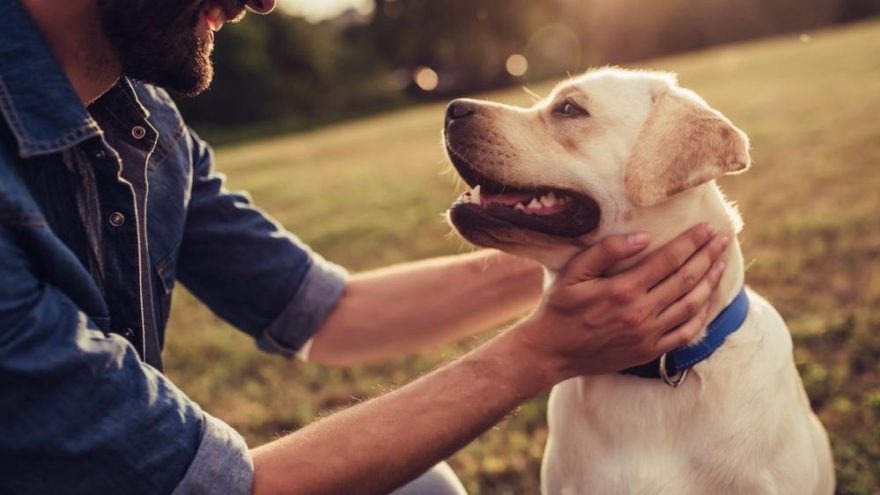 Köpekler de duygularını insanlar gibi yaşıyor