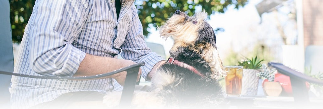 Köpekler ve yaz sıcağı