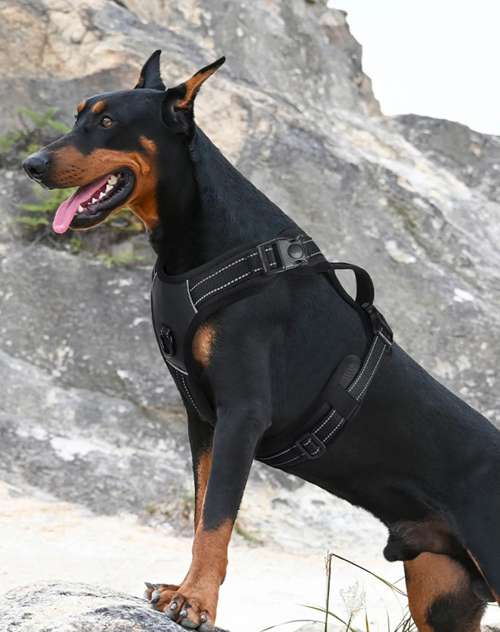 Köpek Göğüs Tasması 07068