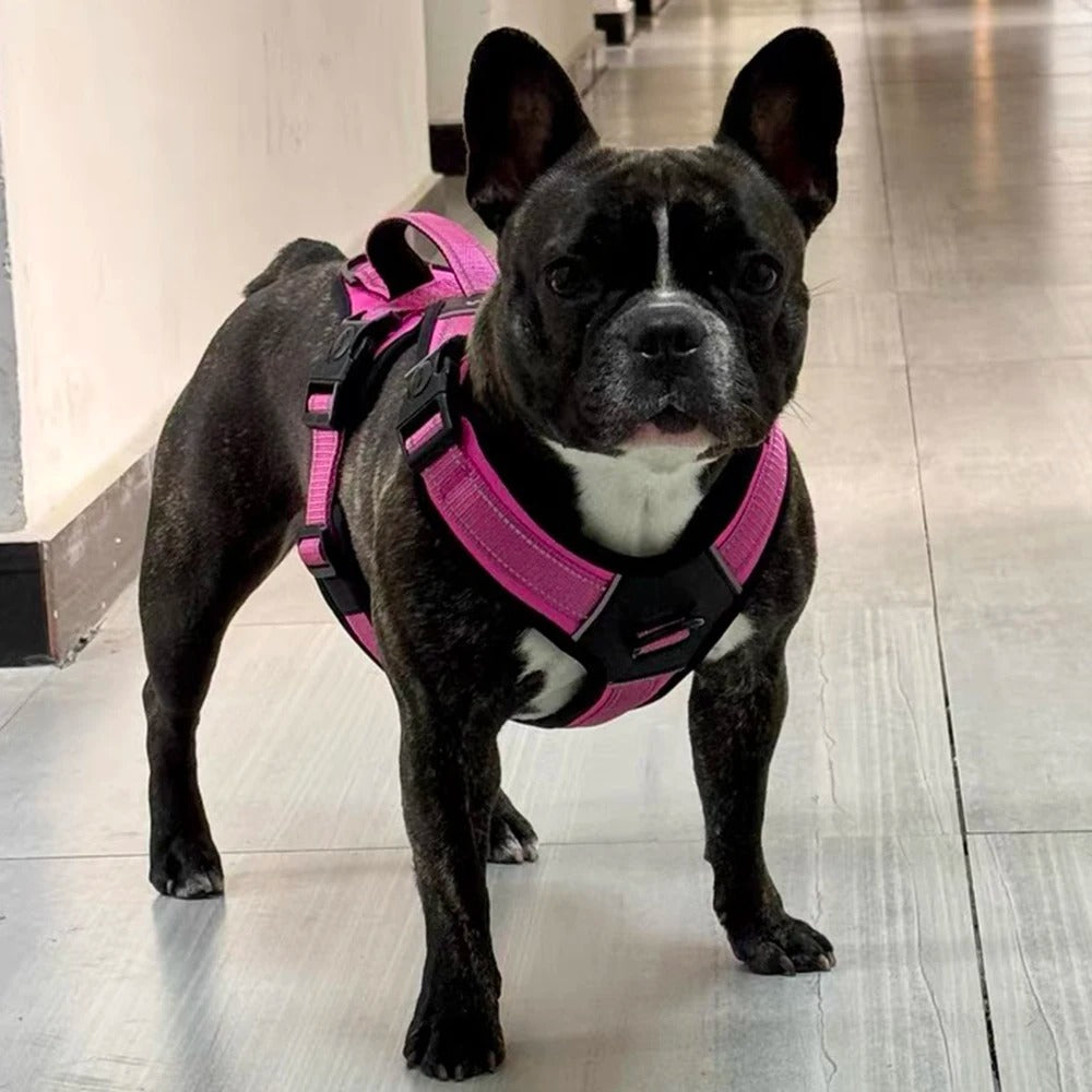 Köpek Göğüs Tasması 07068