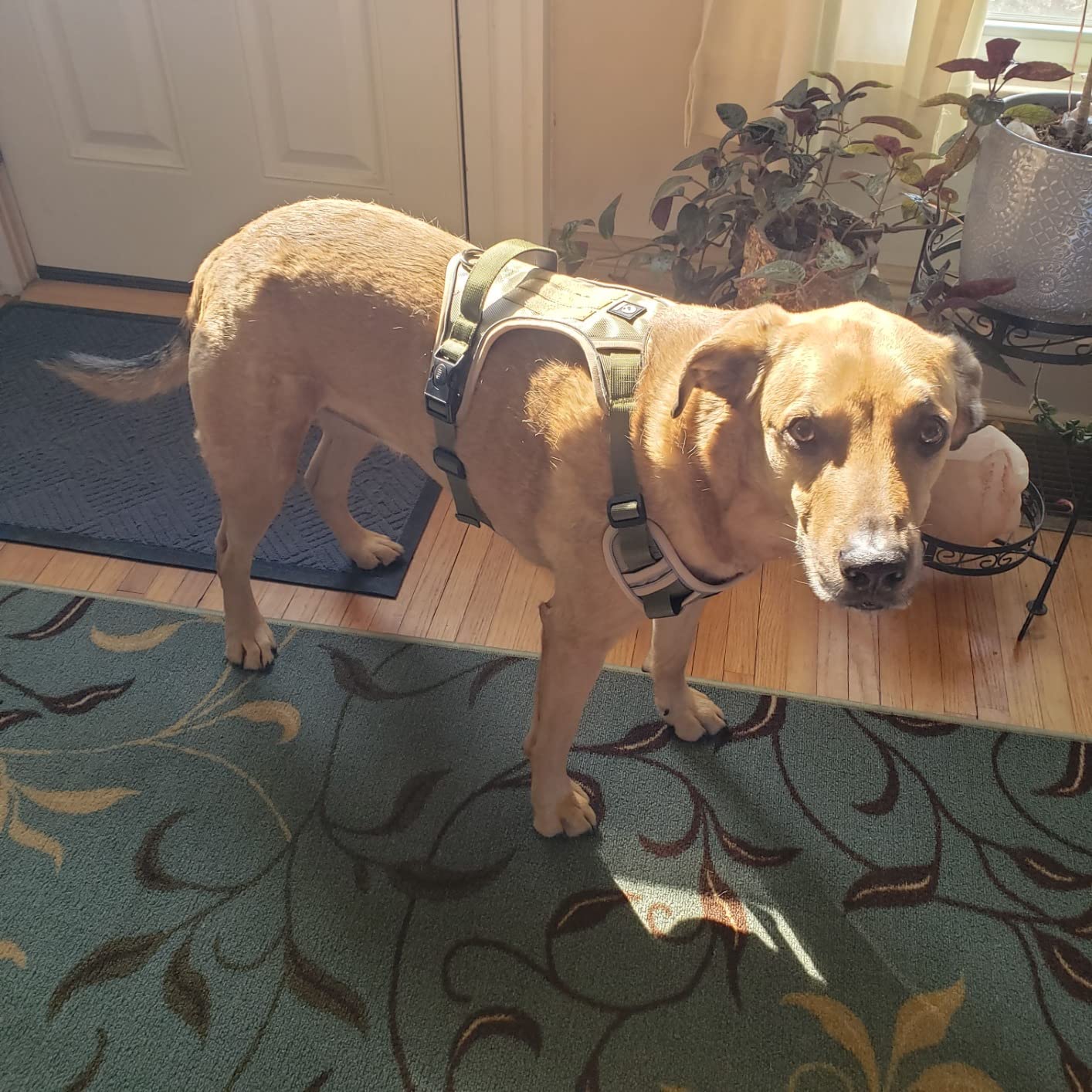 Köpek Göğüs Tasması Yansıtıcı Şeritli 51005989