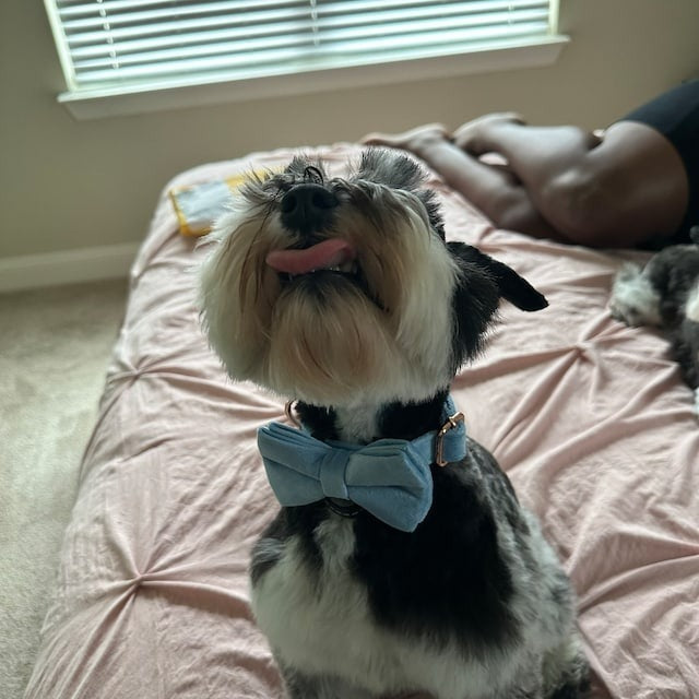Köpek Boyun Tasması İsimli Kadife 595658