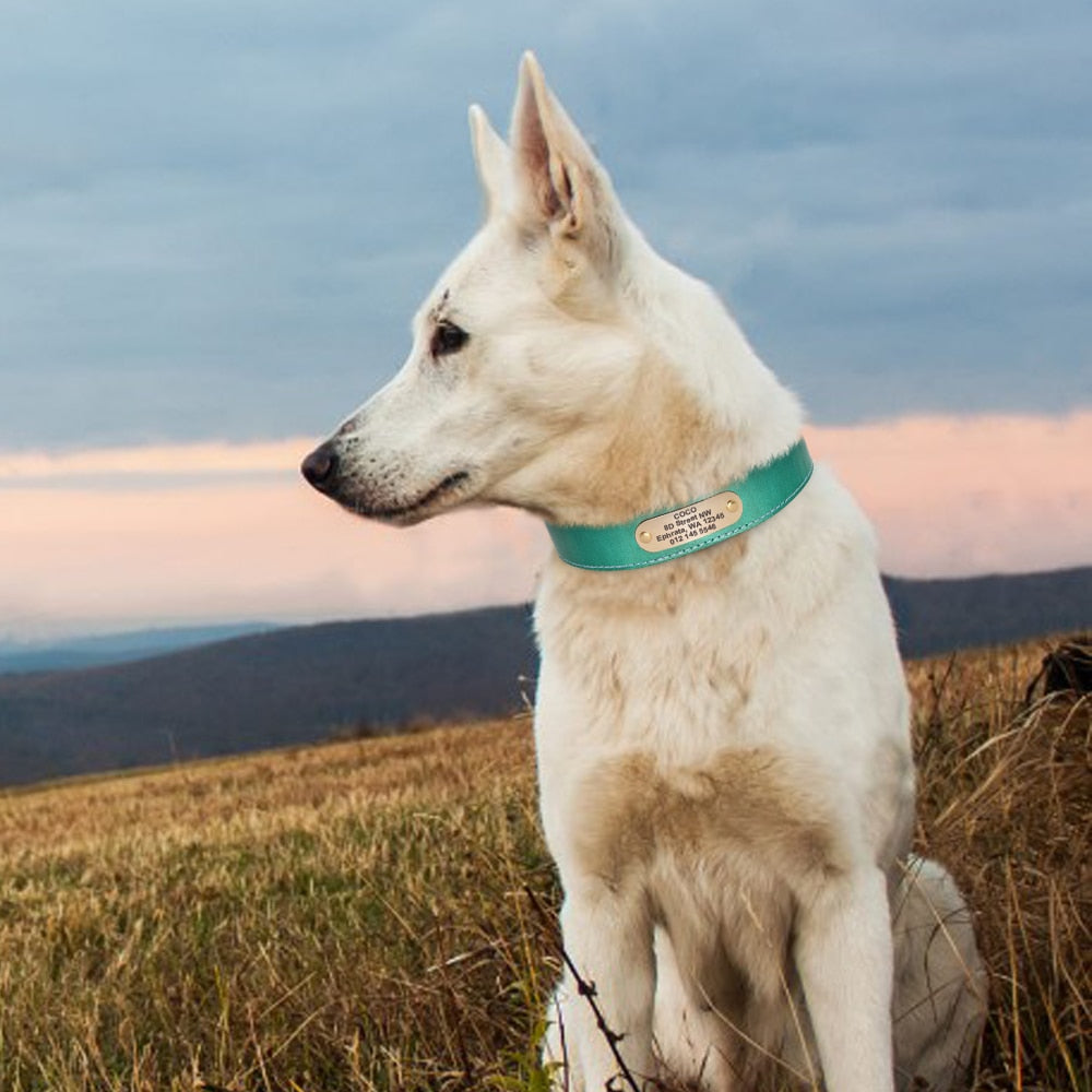 Deri köpek tasması 37942212
