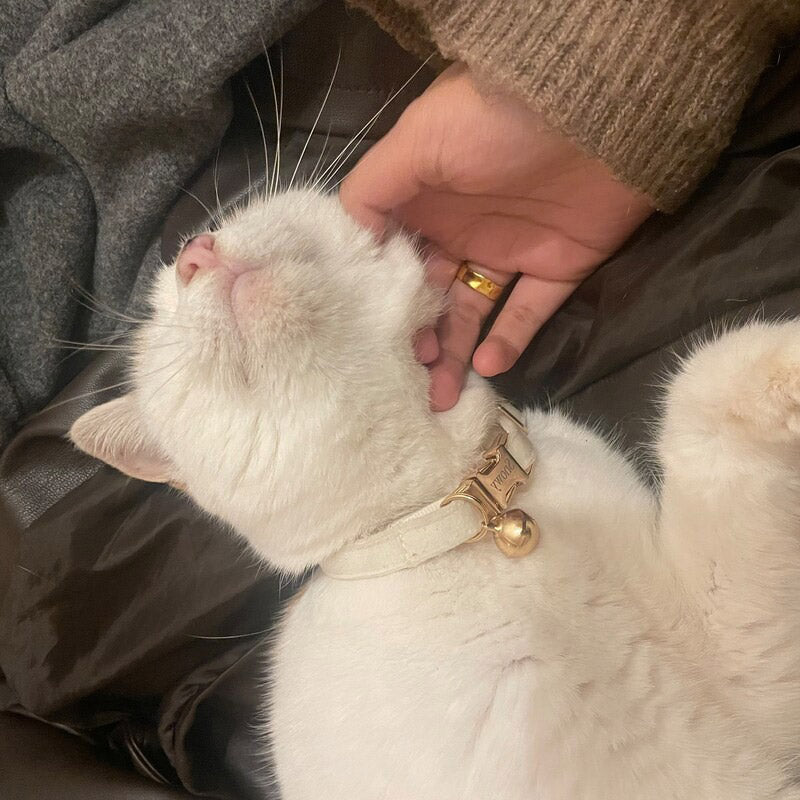 Kedi tasması Kadife İsimli Zilli 90596
