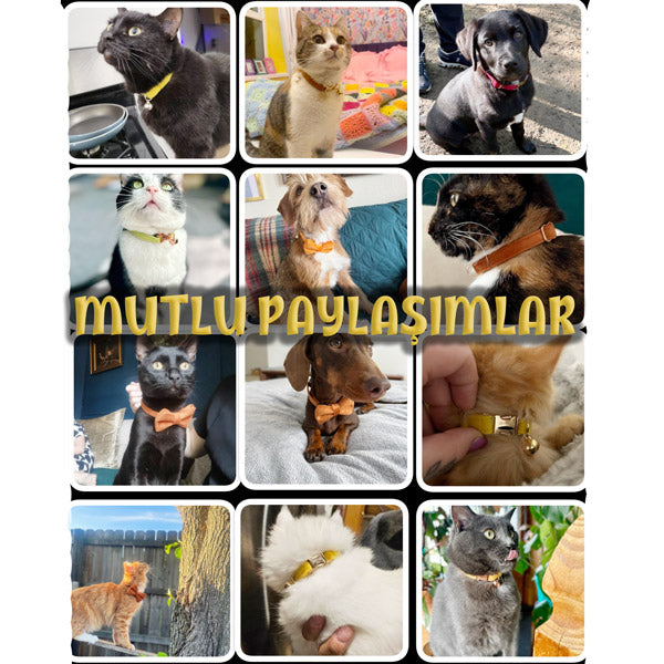 Kedi tasması Kadife İsimli Zilli 35938
