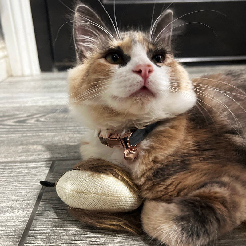 Kedi tasması Kadife isimli zilli kedi Tasma 755153