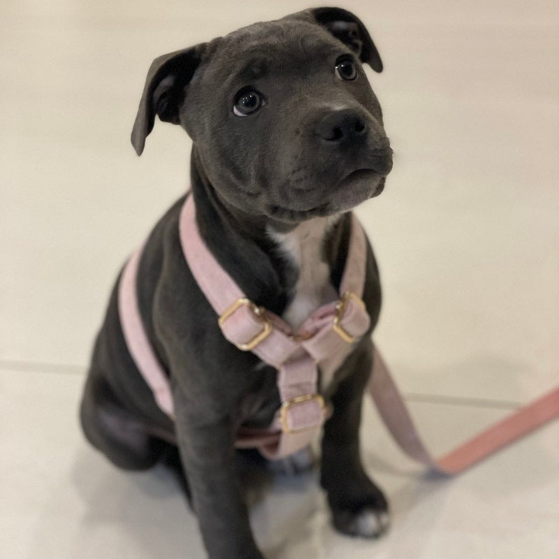 Köpek Boyun Tasması İsimli Açık Pembe Kadife 75044