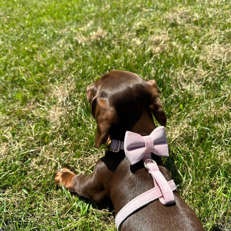 Köpek Boyun Tasması İsimli Açık Pembe Kadife 75044
