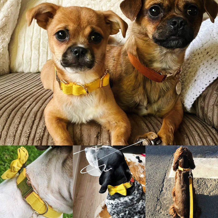 Köpek Boyun Tasması İsimli Sarı Kadife 141086