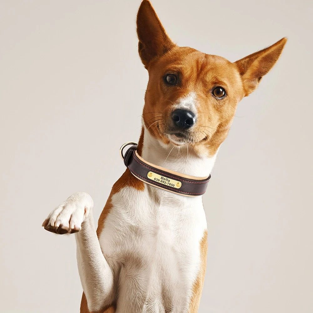 Köpek Tasması isimli Deri Tasma 72604