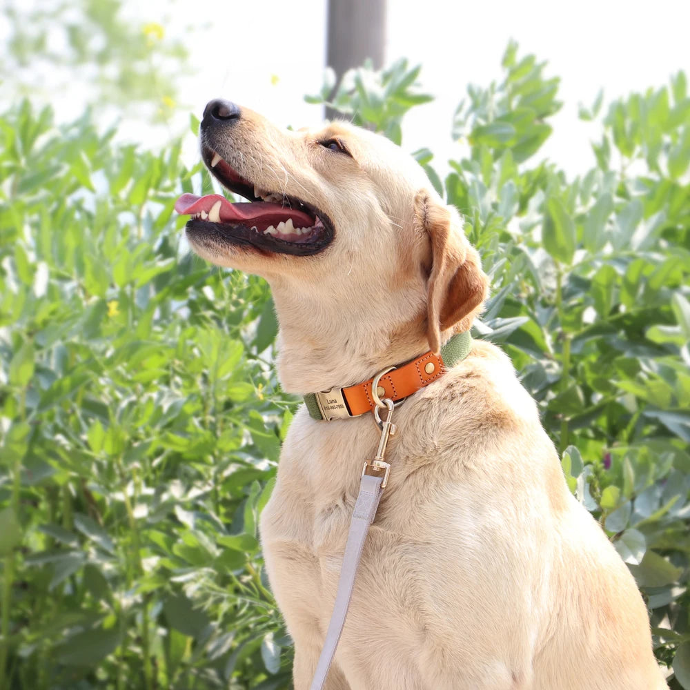 İsimli Köpek Tasması Boyun Tasması 446925