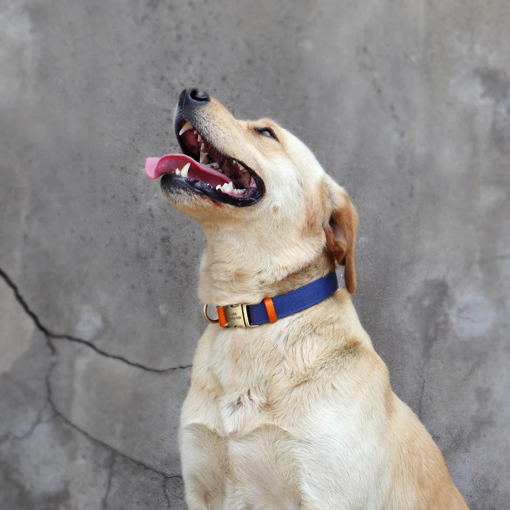 İsimli Köpek Tasması Boyun Tasması 446925
