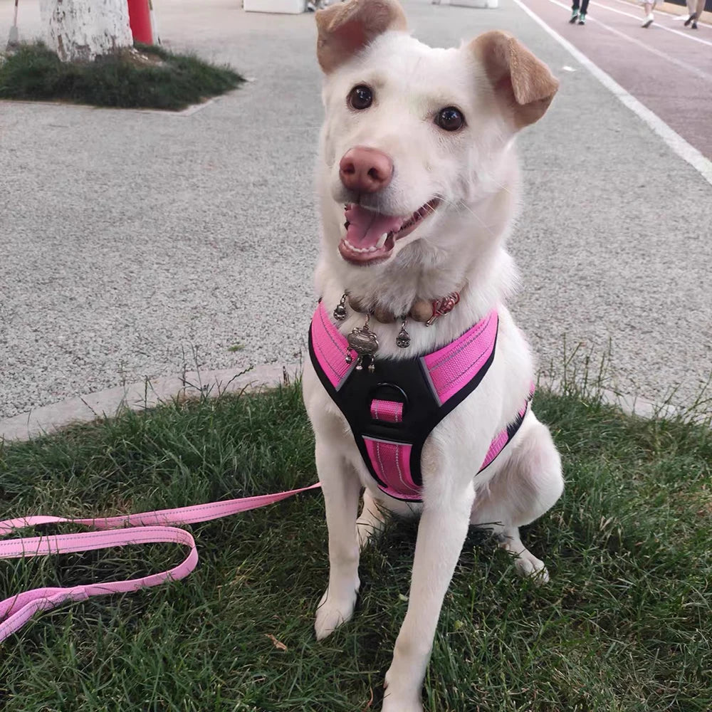 Köpek Göğüs Tasması 07068