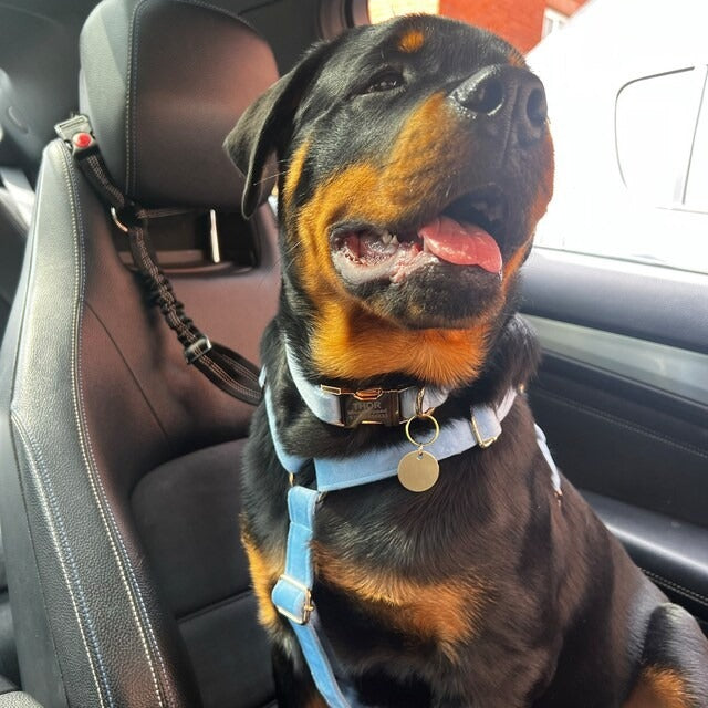 Köpek Boyun Tasması İsimli Kadife 595658