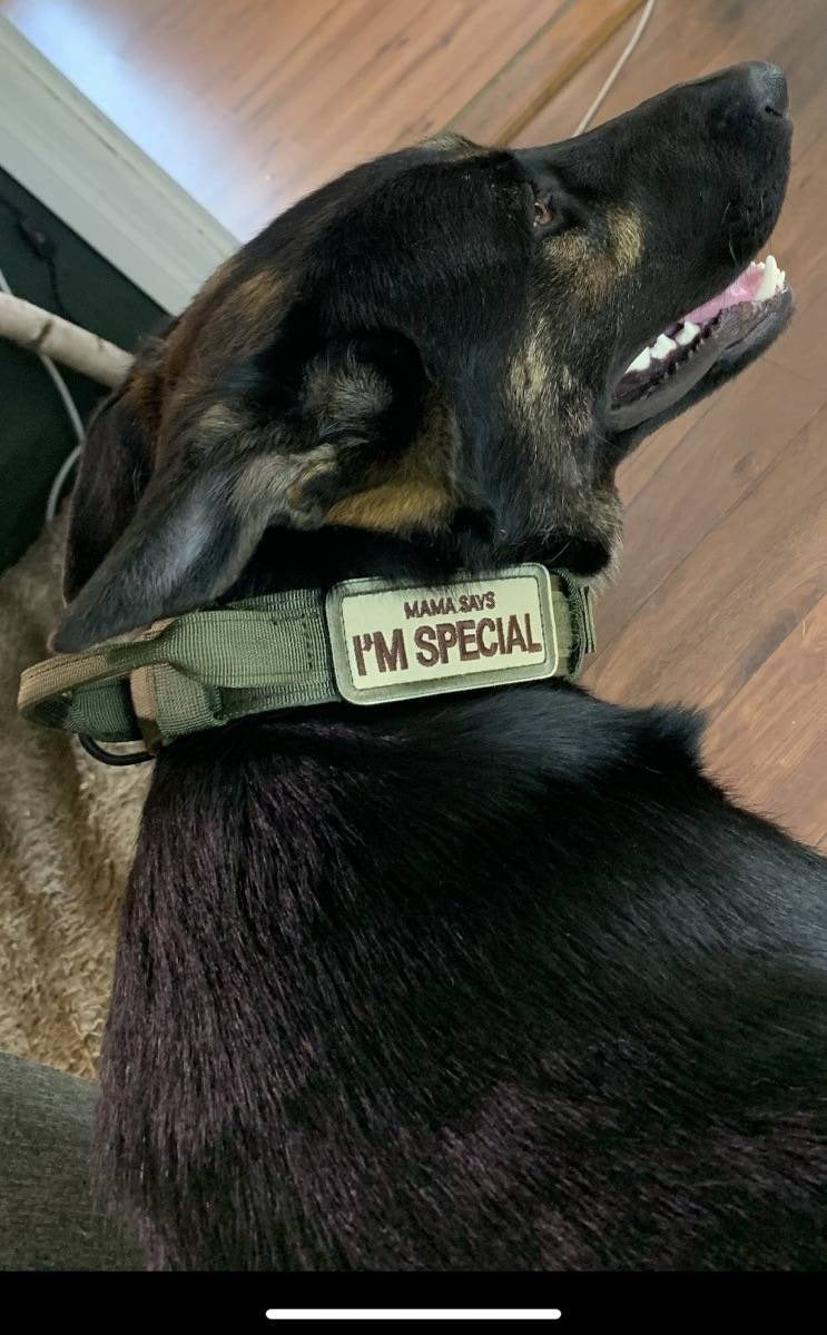 Taktik Köpek Tasması K9 Tasma 16518