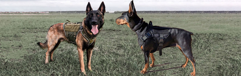HEP21 tactical köpek göğüs tasması