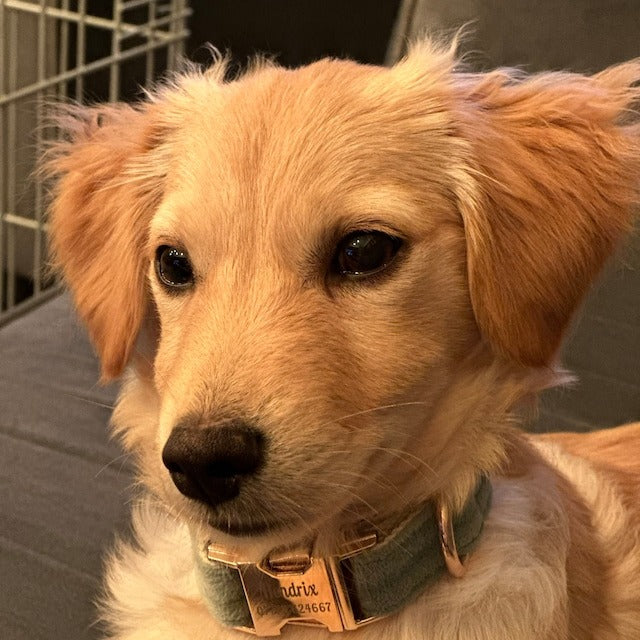 Köpek Boyun Tasması İsimli Koyu Gri Kadife 284246