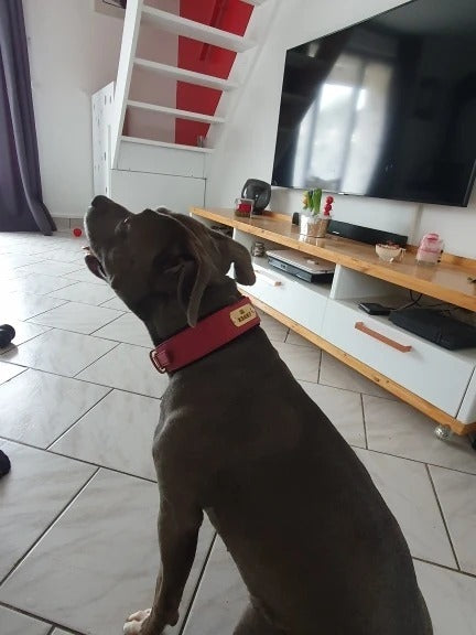 İsimli Köpek Tasma Yastıklı Geniş Boyun Tasması 489244