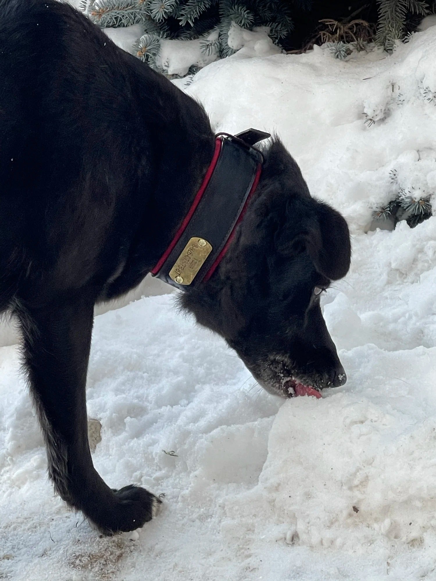 İsimli Köpek Tasma Yastıklı Geniş Boyun Tasması 489244