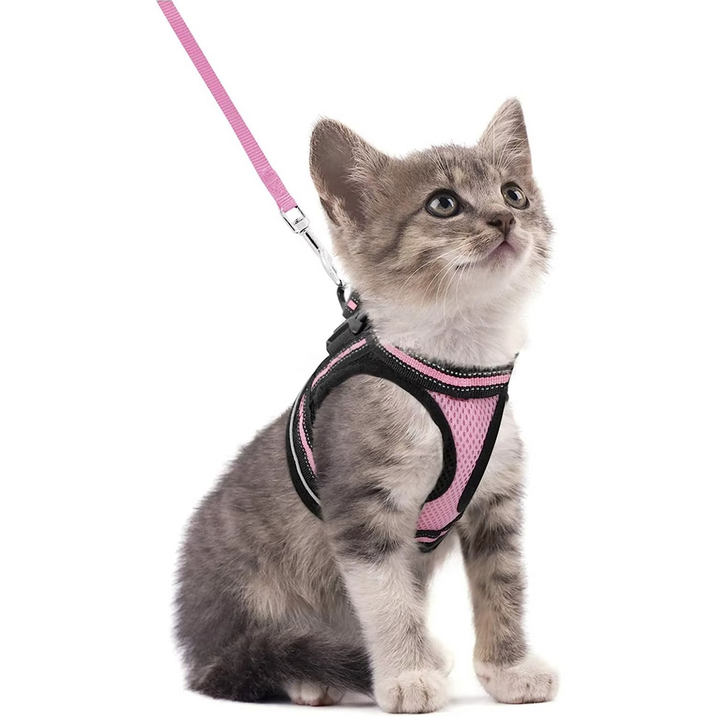 Kedi Göğüs Tasması Set 73040
