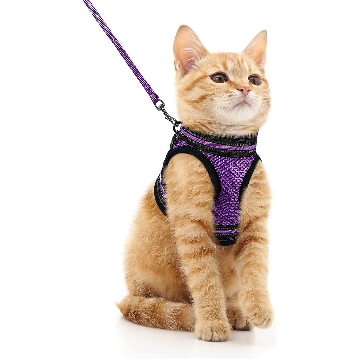Kedi Göğüs Tasması Set 73040
