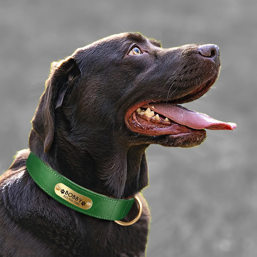 Deri Köpek Tasması SET 51118901