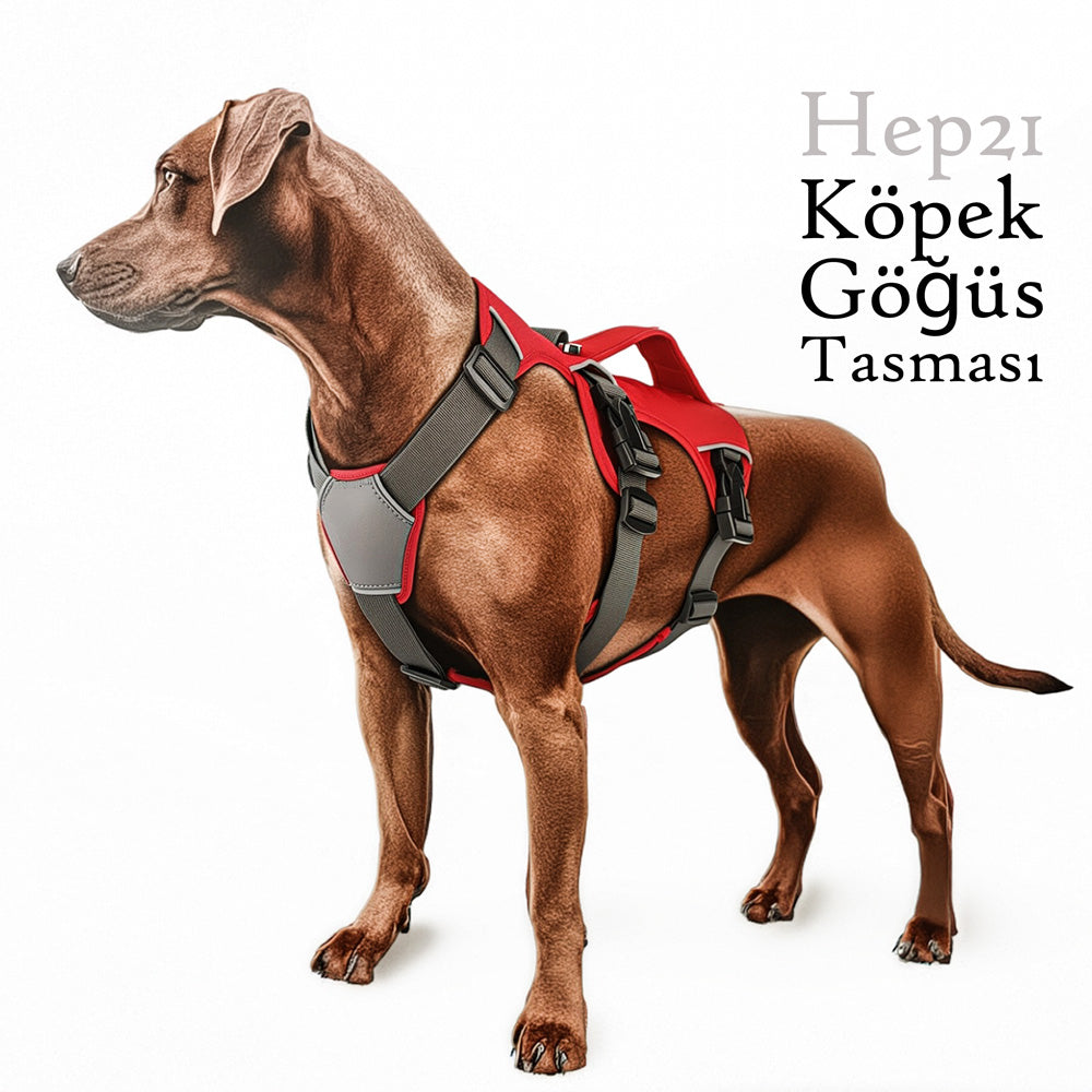 Köpek Göğüs Tasması 01865205