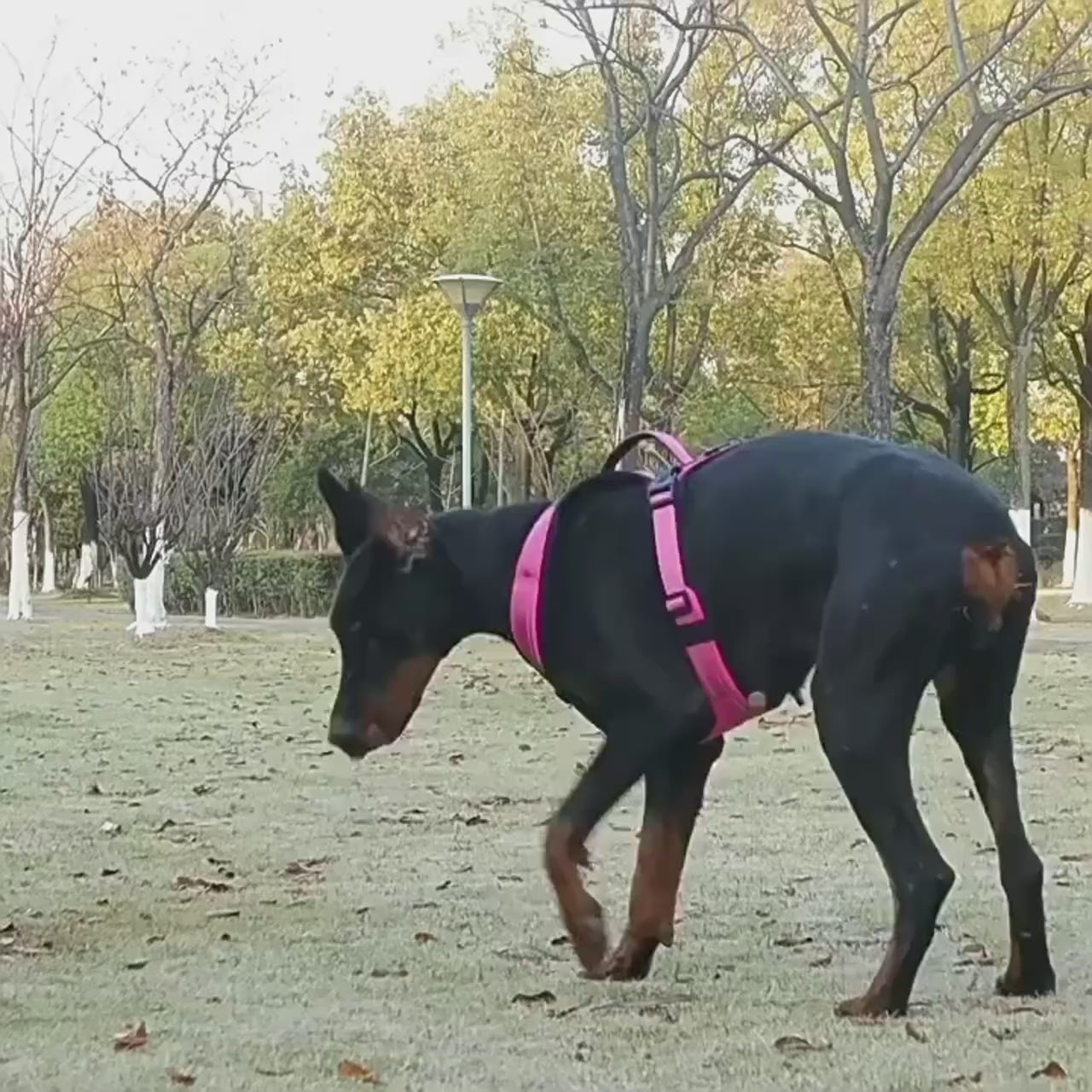 Köpek Göğüs Tasması 07068