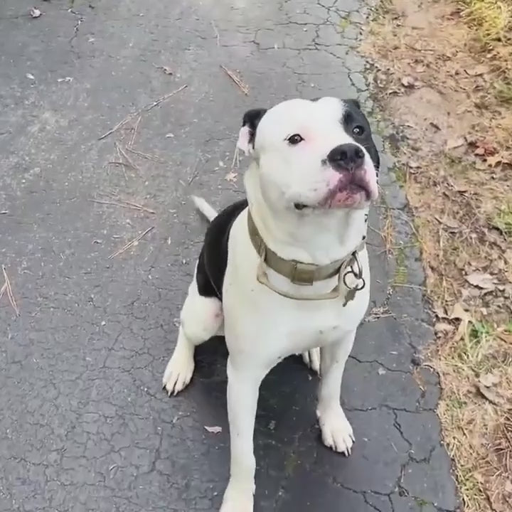 K9 Tasma Taktik Köpek Tasması 29789052