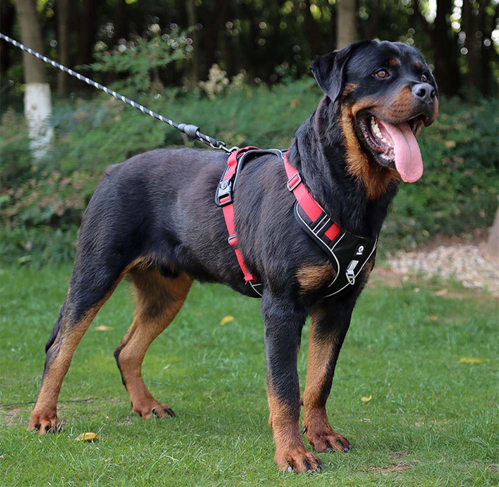 Köpek Göğüs Tasması