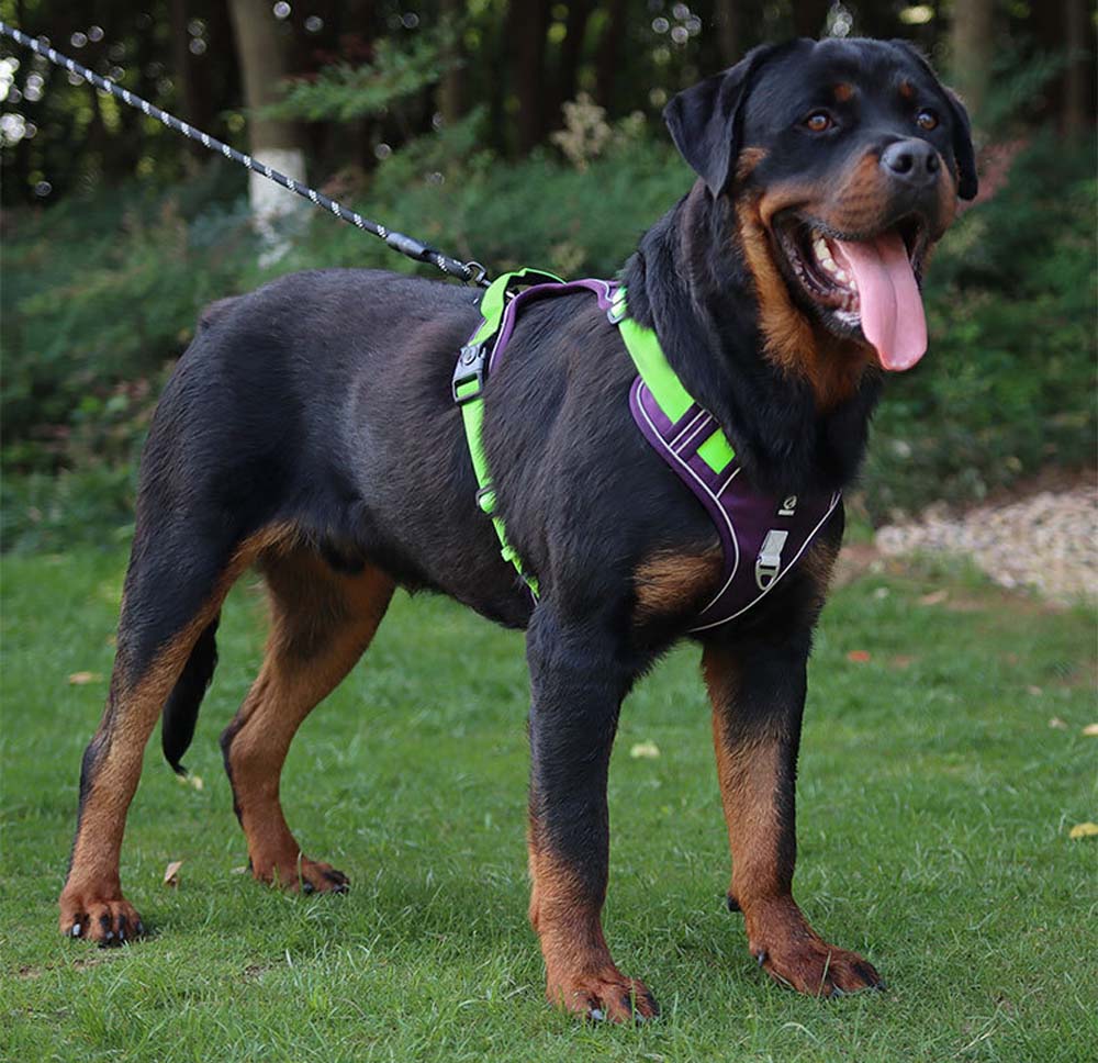 Köpek Göğüs Tasması