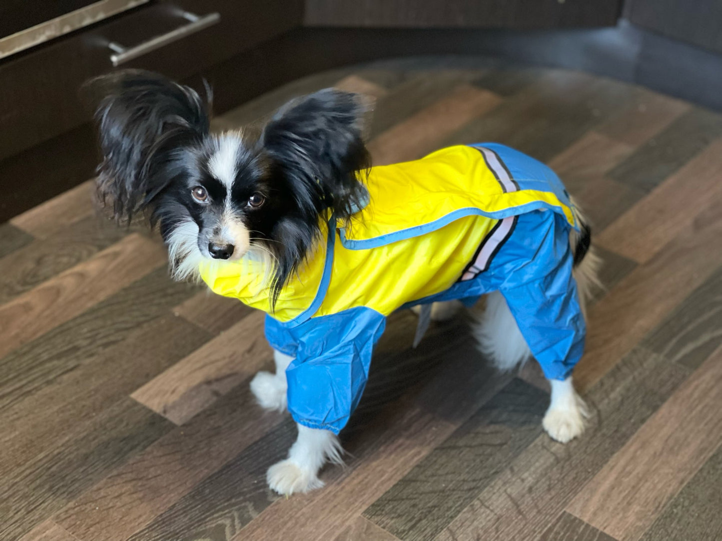 Köpek Yağmurluk