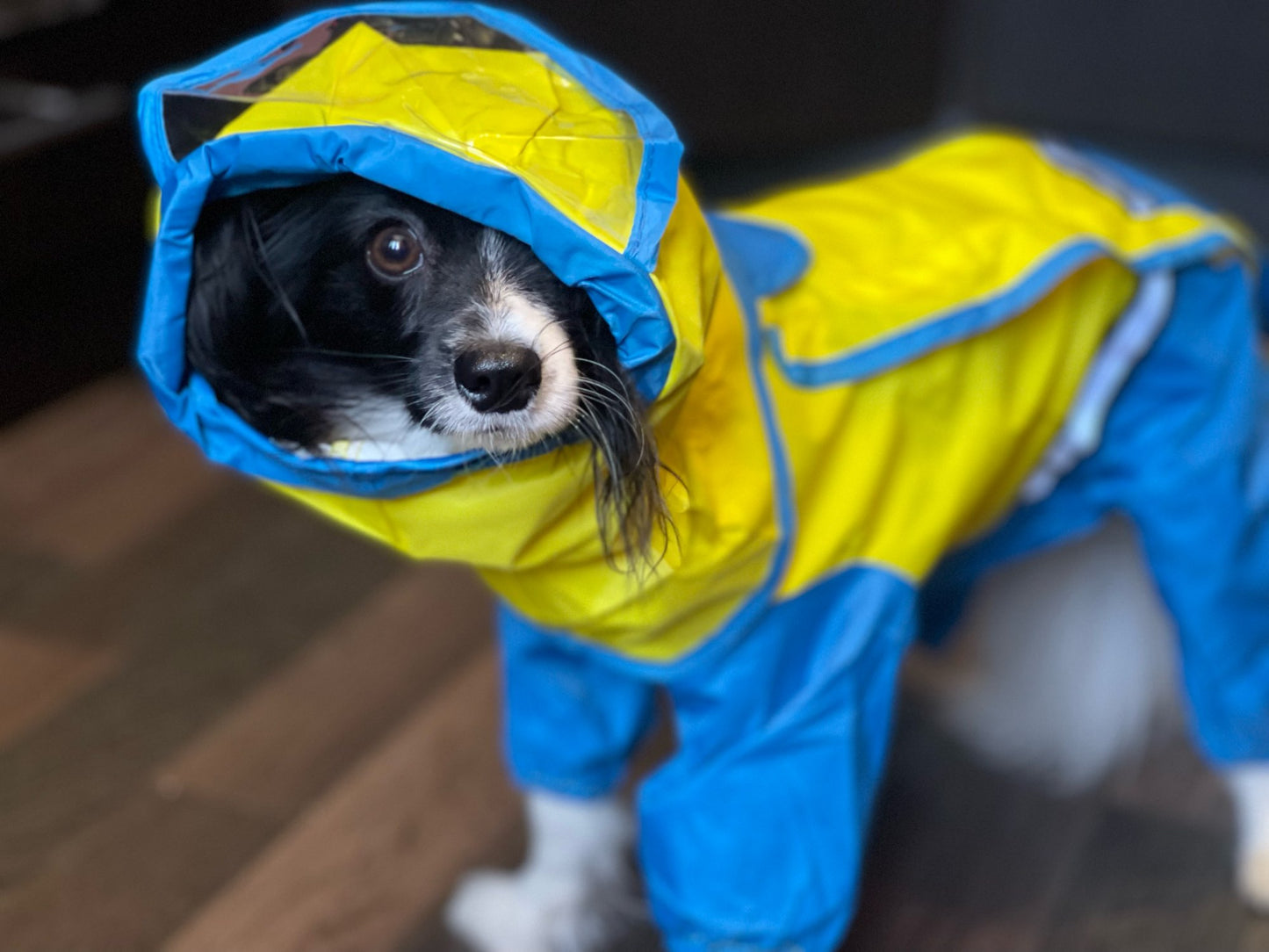 Köpek Yağmurluk