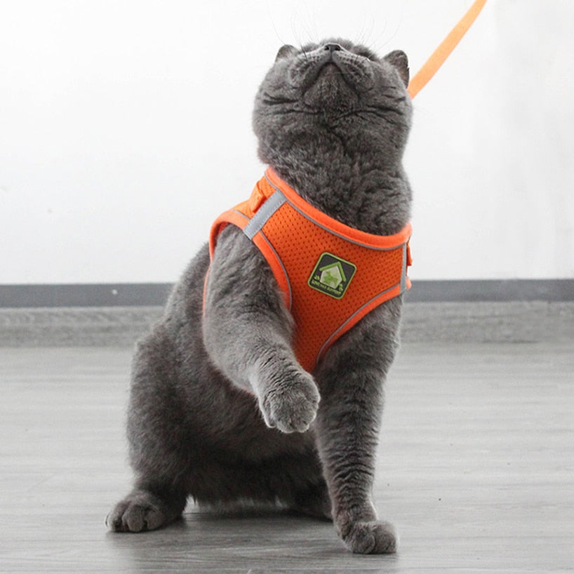 Kedi göğüs tasması kayış seti 37523062