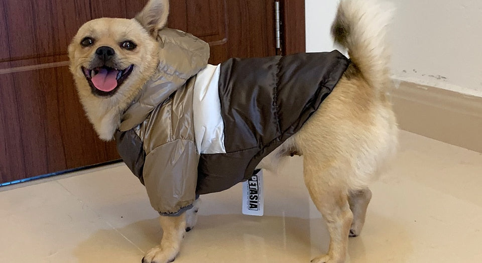 Köpek Mont 29667965