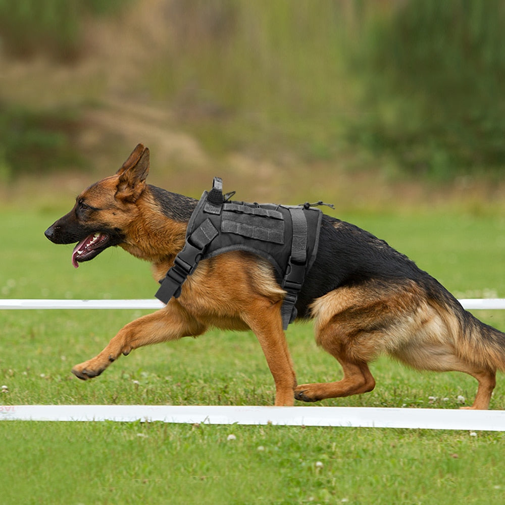 Göğüs tasması tactical SET 43816976