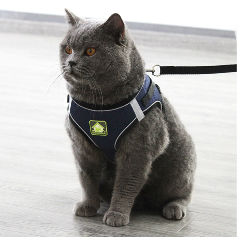 Kedi Gezdirme Tasması