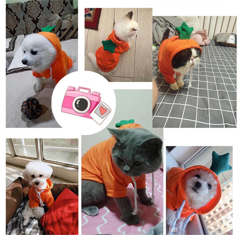 Köpek Sweatshirt 44799578