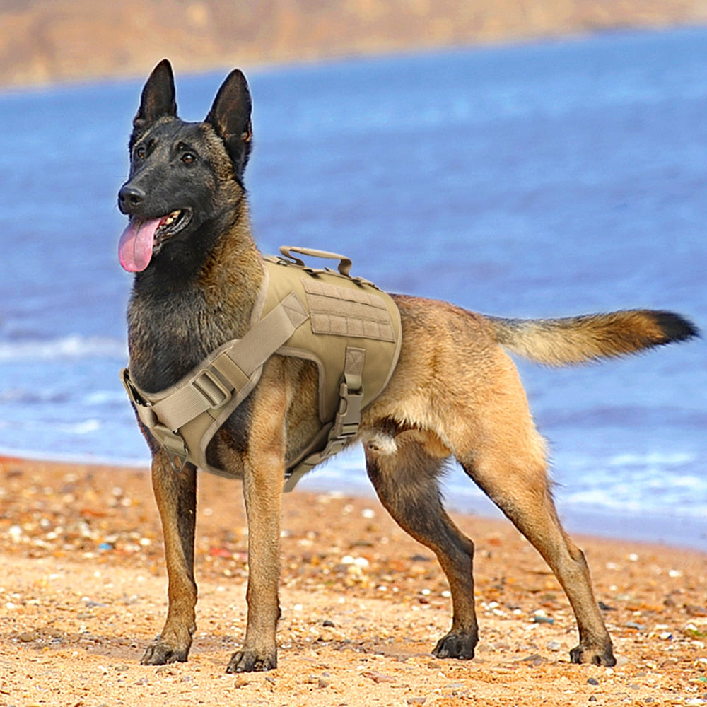 Köpek göğüs tasması tactical Kayış Seti 40621272