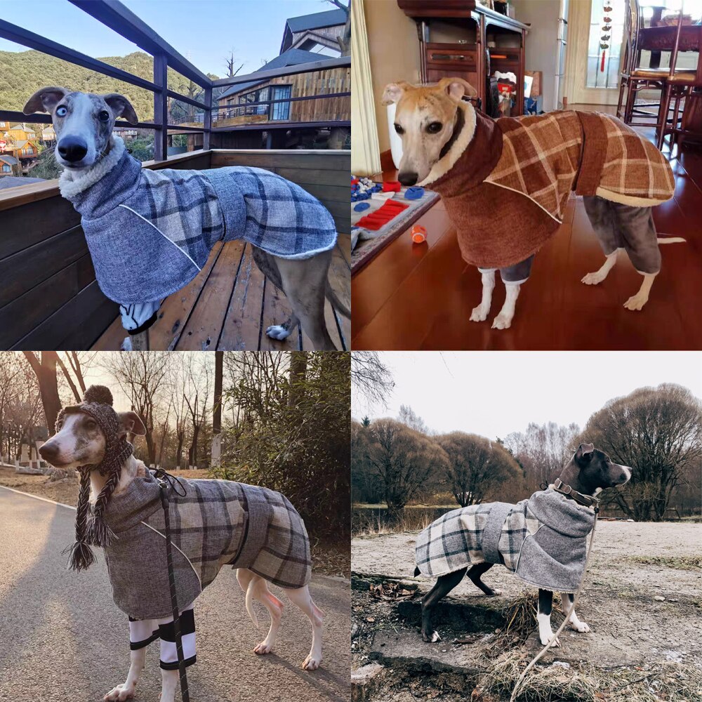 Köpek Montu 39723103