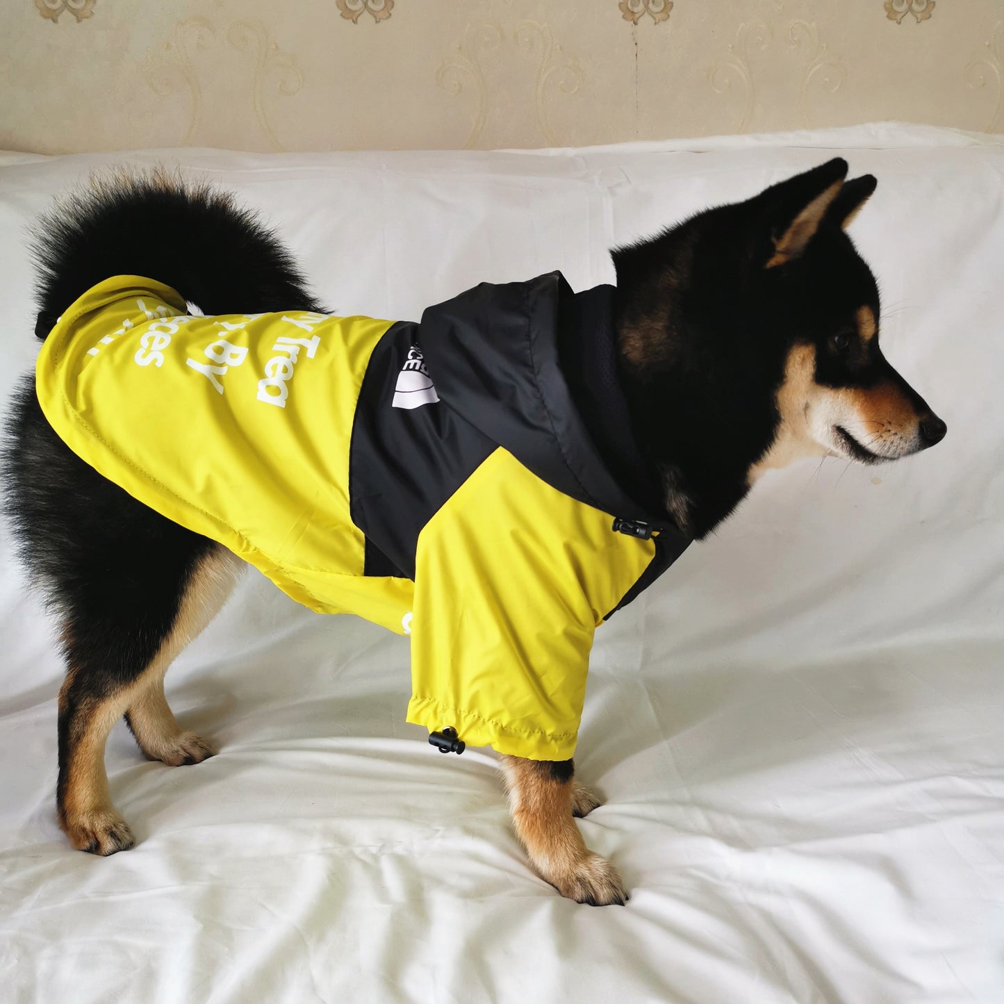 Köpek Yağmurluk