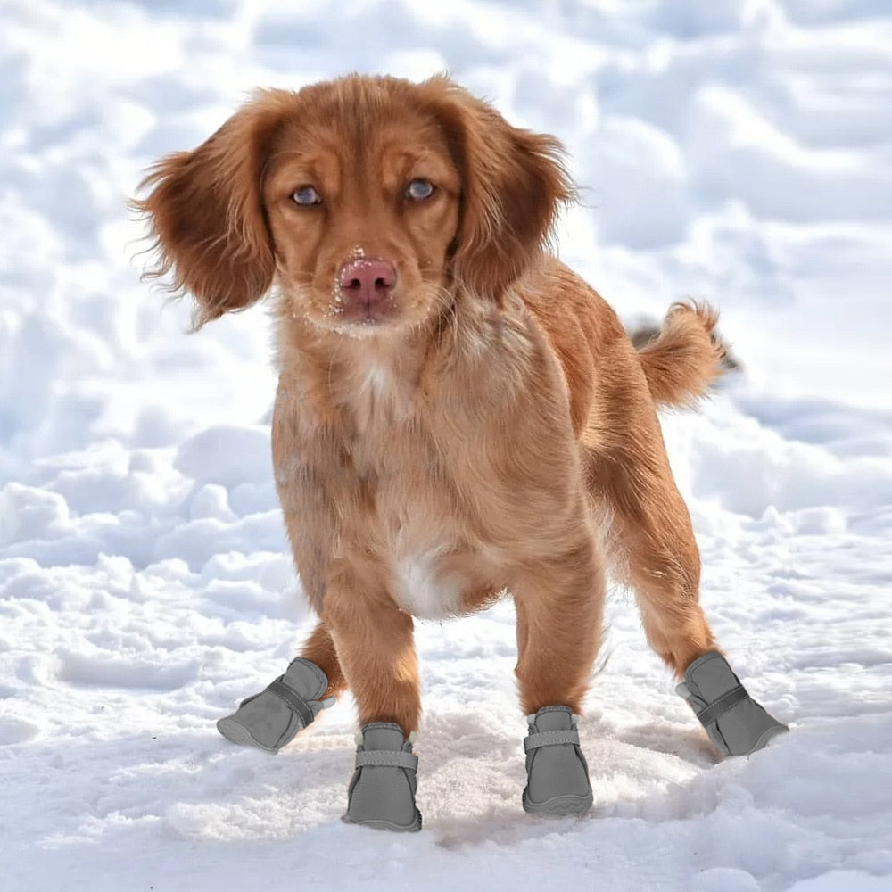 Köpek Ayakkabısı