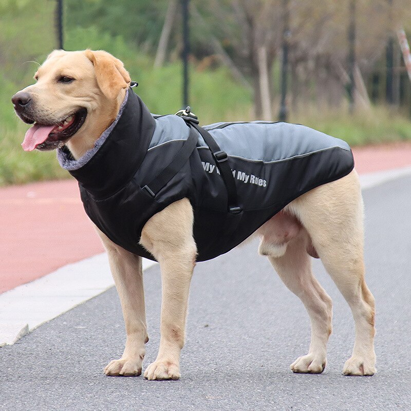 köpek yağmurluk
