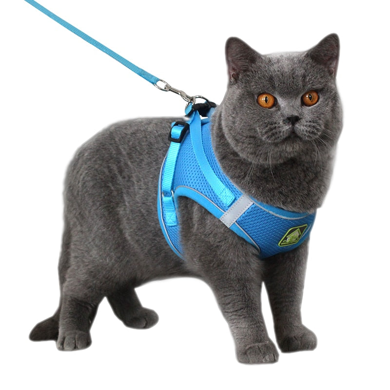 Kedi Gezdirme Tasması