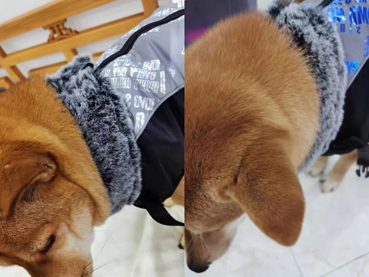 Köpek Yağmurluk
